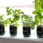 : indoor herb garden seeds