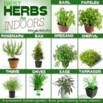 : indoor herb garden terrarium